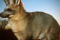 Loài thú nhiều răng nhất trong họ Chó