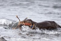 Rái cá bơi vào bờ với con tôm hùm lớn trong miệng. Ảnh: Caters News.