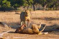 Sư tử cái chạy sang phe đối thủ quyến rũ con đực