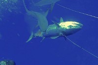 Cá mập san hô ngoạm cá ngừ dưới nước. Ảnh: Mirror.