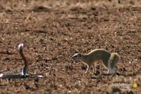 Cầy mangut giúp sóc đối phó với rắn hổ mang