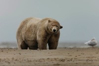 Gấu Bắc Cực Albert nặng gần 700 kg trên đảo Barter. Ảnh: Edward Boudreau.