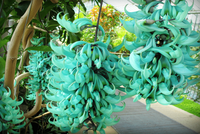 Loài hoa hiếm chuyên nhờ dơi thụ phấn