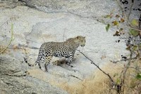 Báo hoa mai mất ngủ vì đàn công quấy nhiễu