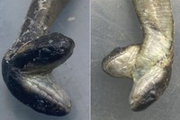 Rắn con hai đầu chào đời trong bao tải. Ảnh: UPI.