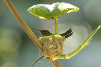 Chim ruồi xây tổ có mái che mưa