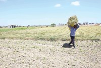 Hạn hán tạo cơ hội cho doanh nghiệp điện chuyển mình