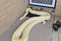 Trăn bạch tạng 5 m chắn trước cửa nhà dân