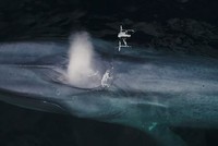 Cá voi xanh phun nước khiến drone chao đảo