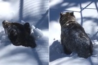 Gấu xám phá tuyết chui lên gây sốt mạng