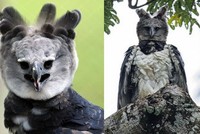 Loài đại bàng đặt tên theo nữ quái thần thoại Hy Lạp