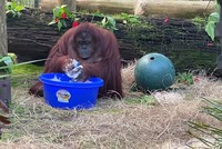 Ảnh: CenterForGreatApes.