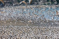 Chim đậu kín bãi biển khi Covid-19 bùng phát