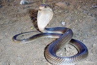 Đôi chó phốc đánh bại hổ mang bò vào nhà