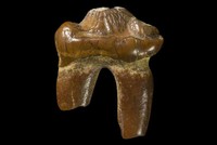 Răng hóa thạch hải cẩu không tai mới được phát hiện ở Australia. Ảnh: Phys.