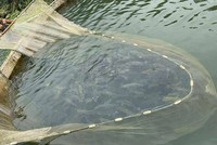 Cá hồi tại trang trại nhà anh Sỹ ở Sa Pa đến lứa thu hoạch nhưng không có người hỏi mua. Ảnh: Nhân vật cung cấp.