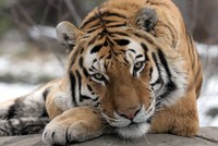 Xác nhận con hổ đầu tiên dương tính với nCoV