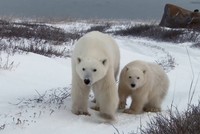 Mẹ con gấu Bắc Cực hoảng sợ vì tách nhau