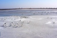 Hàng chục nghìn thiên nga đậu kín vùng đất ven sông