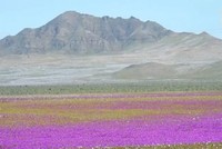 Sa mạc khô cằn biến thành biển hoa