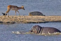 Cá sấu bị hà mã phục kích khi săn linh dương