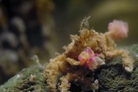 Loài cua có 'găng tay' như võ sĩ boxing