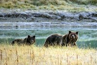 Gấu nâu hoang dã mò vào thành phố Kastoria của Hy Lạp kiếm ăn. Ảnh: AFP.