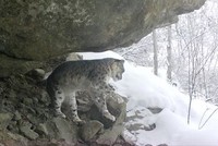 Cảnh quay hiếm về báo tuyết có nguy cơ tuyệt chủng