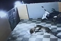 Báo hoa mai trèo tường vào nhà dân vồ chó