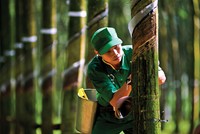 Doanh nghiệp cao su trông đợi vào… lợi nhuận khác