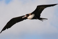 Loài chim chợp mắt vài giây trong lúc bay