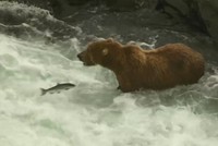 Loài gấu có thể ăn 45 kg cá hồi một ngày