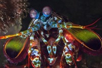 Loài tôm có thể nhìn thấy tia cực tím