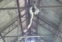 Trăn 3,5 mét đu trên xà ngang rình bắt đàn lợn