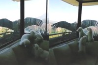 Thần ưng Andes đối mặt chó nhà qua cửa kính