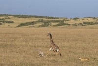 Sư tử cái truy sát hươu cao cổ. Ảnh: Srikanth Santhinathan.