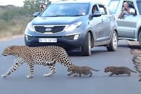 Báo hoa mai mẹ ân cần dìu con nhỏ băng qua đường