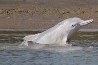 Cá heo lưng gù tự mắc cạn để kiếm mồi