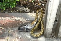 Trăn lôi cổ bồ câu vào bụi rậm đoạt mạng