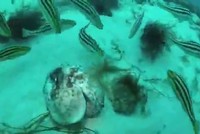 Cá nục tấn công ăn thịt bạch tuộc