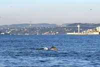 Cá heo kéo đến vùng biển ven bờ