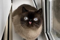 Kiểu tạo dáng chụp ảnh dễ thương của Ikiru.