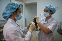 Thử nghiệm vaccine Covid-19 trên chuột.