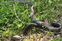 Con rắn sống sót nhưng có vẻ bị thương ở mắt. Ảnh: CCFR.