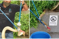 Rắn hổ mang chúa dài hơn 3 m xuất hiện giữa trung tâm dân cư đông đúc