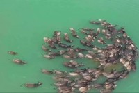 Hằng trăm con trâu vượt sông tìm nguồn cỏ tốt