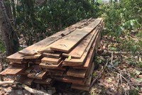 (Ảnh minh họa: Dư Toán/TTXVN).