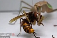 Con ong bắp cày khổng lồ châu Á gặp phải đối thủ “cứng”, bị xơi tái trong vòng 20s