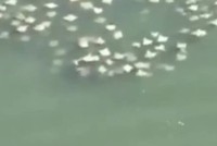 Hàng trăm cá đuối khổng lồ bơi sát mặt nước