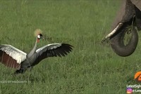 Sếu vương miện đuổi voi để bảo vệ con